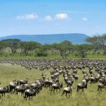How The Wildebeest Migration Works